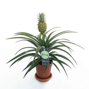 Detail Ananas Busch Nomer 8