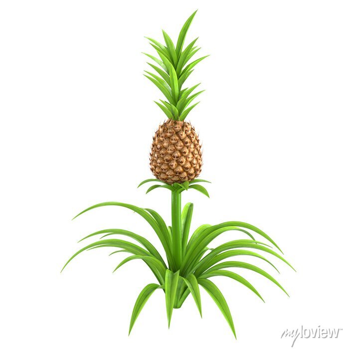 Detail Ananas Busch Nomer 9