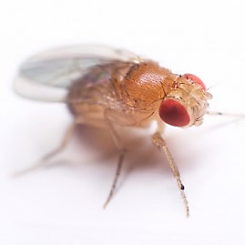 Detail Fruit Fly Png Nomer 11