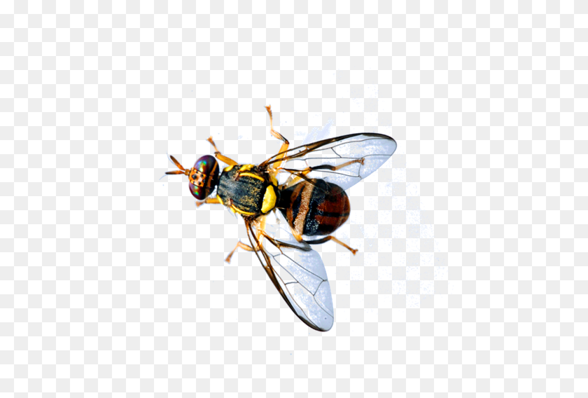 Detail Fruit Fly Png Nomer 12