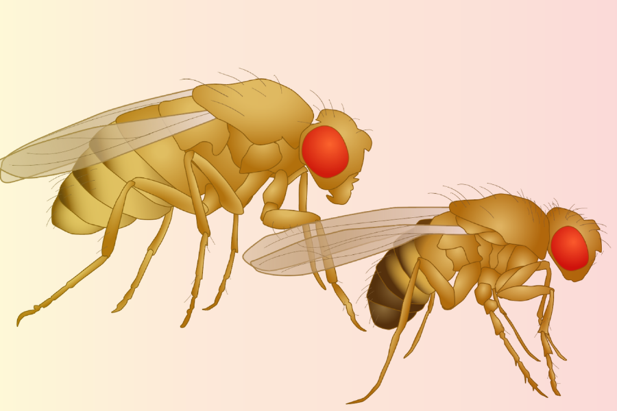 Detail Fruit Fly Png Nomer 24