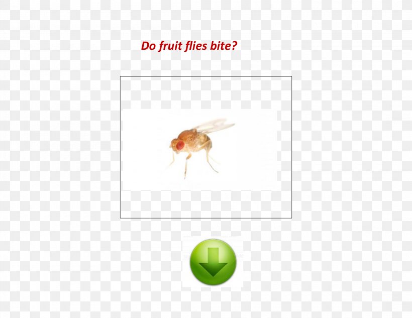 Detail Fruit Fly Png Nomer 48