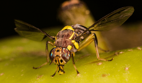 Detail Fruit Fly Png Nomer 55