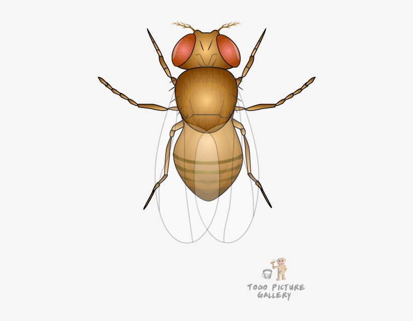 Detail Fruit Fly Png Nomer 7