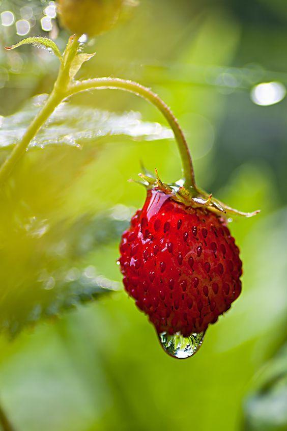 Detail Fruit Hd Wallpaper Nomer 58