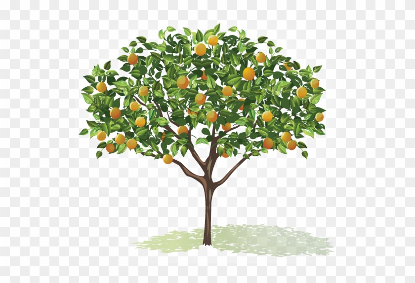 Detail Fruit Tree Png Nomer 13