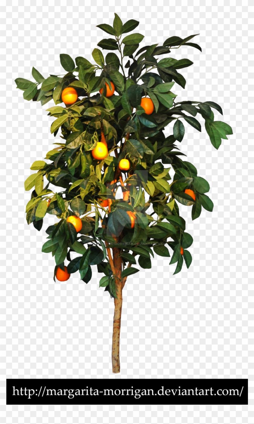 Detail Fruit Tree Png Nomer 41