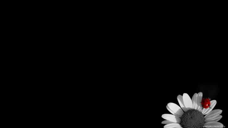 Detail Full Black Wallpaper Nomer 46