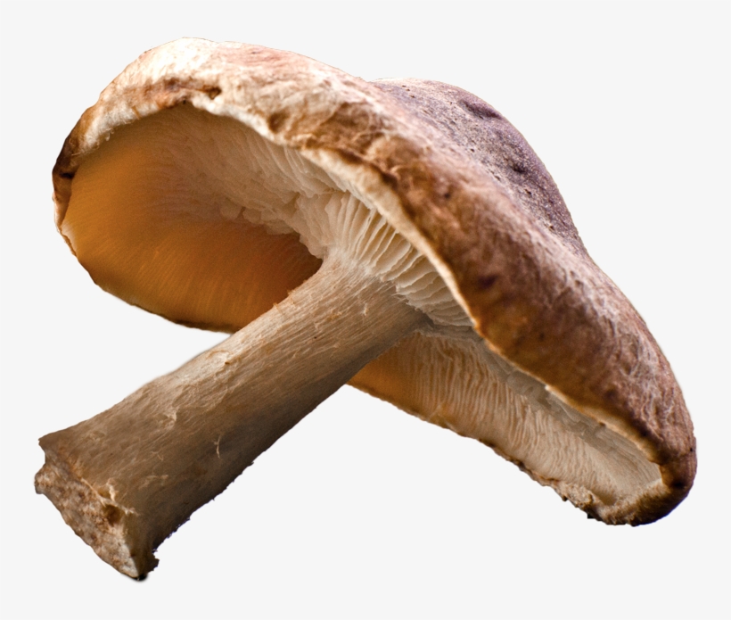 Detail Fungi Png Nomer 14