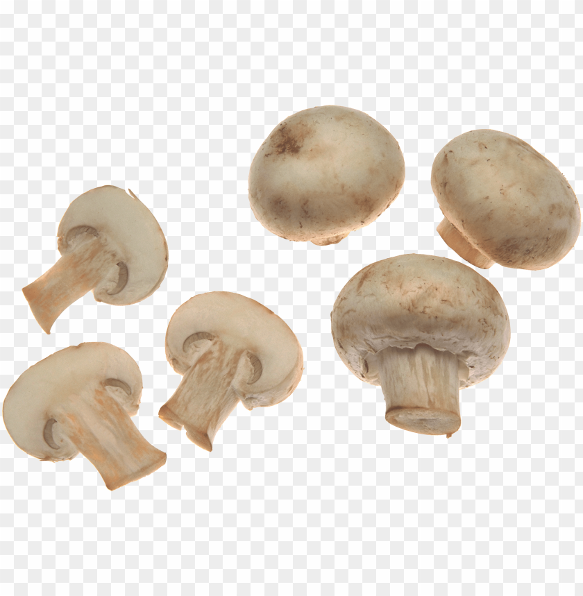 Detail Fungi Png Nomer 20