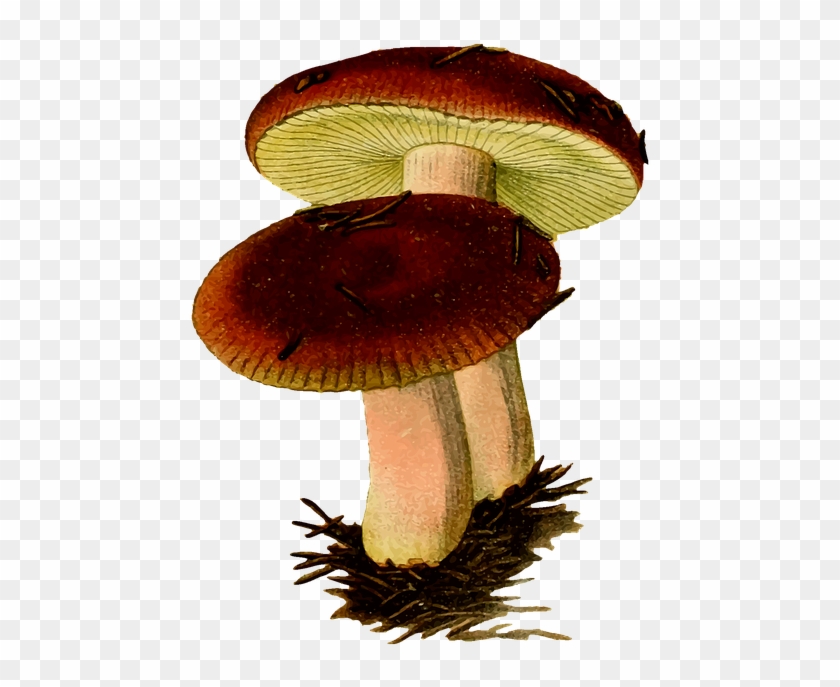 Detail Fungi Png Nomer 36