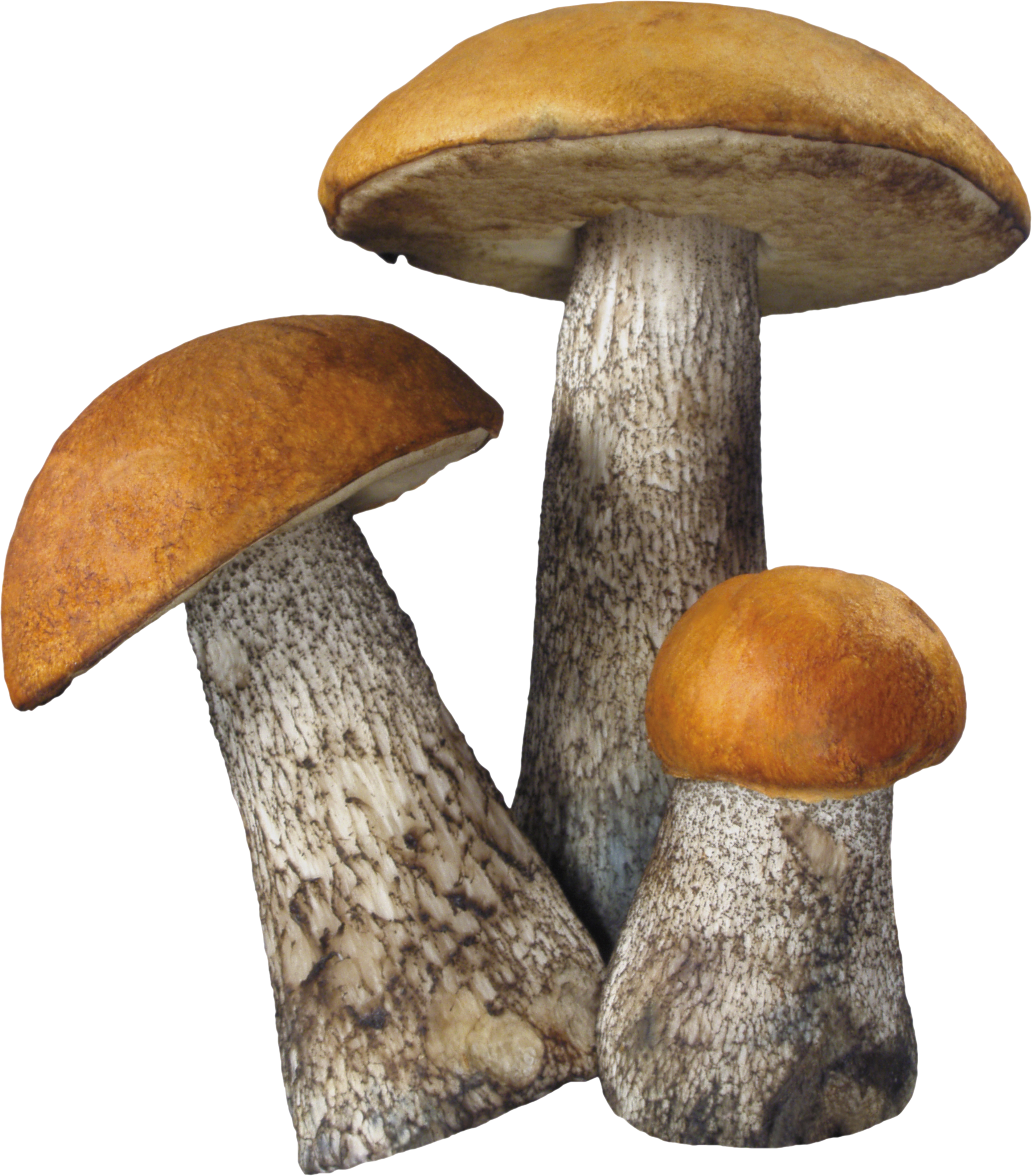 Detail Fungi Png Nomer 5