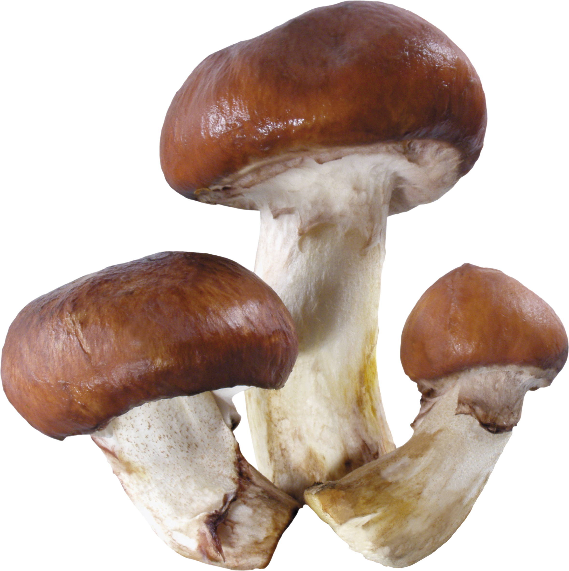 Detail Fungi Png Nomer 40