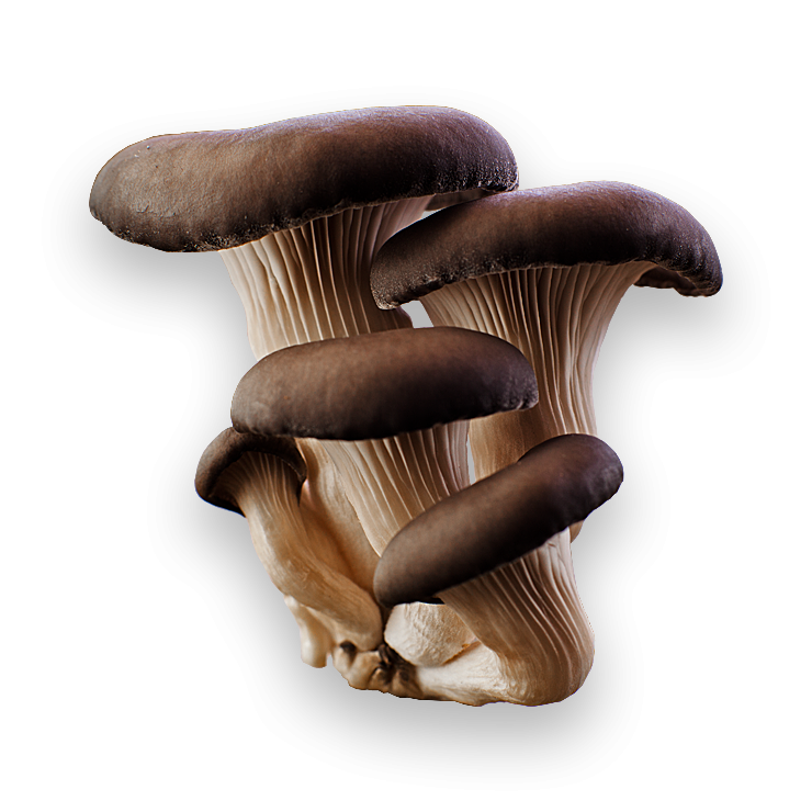 Detail Fungi Png Nomer 44