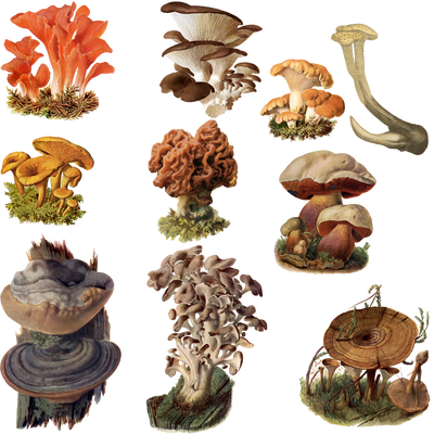 Detail Fungi Png Nomer 51