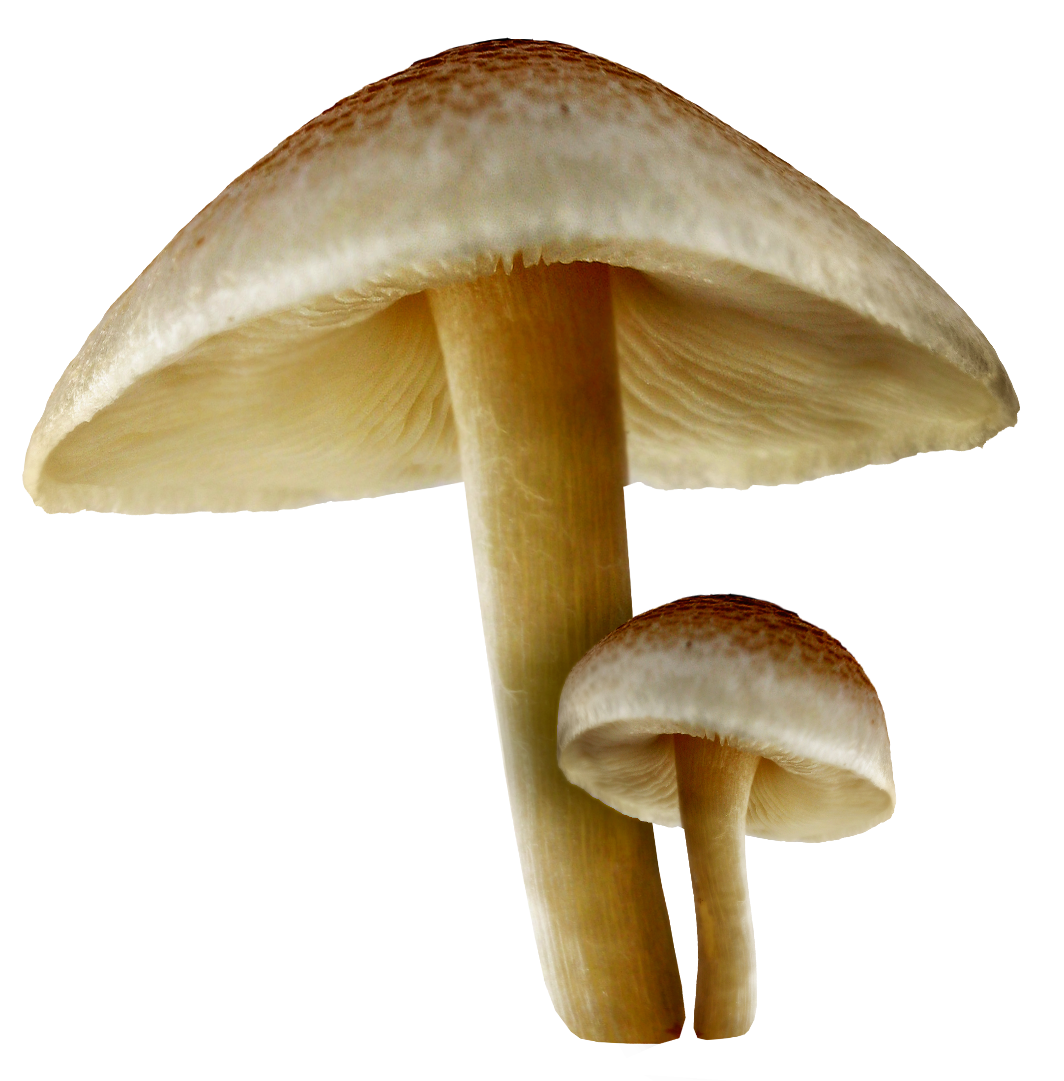 Detail Fungi Png Nomer 9