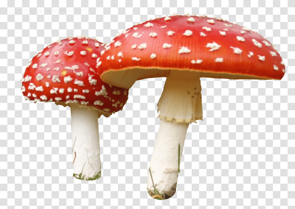 Detail Fungus Png Nomer 15