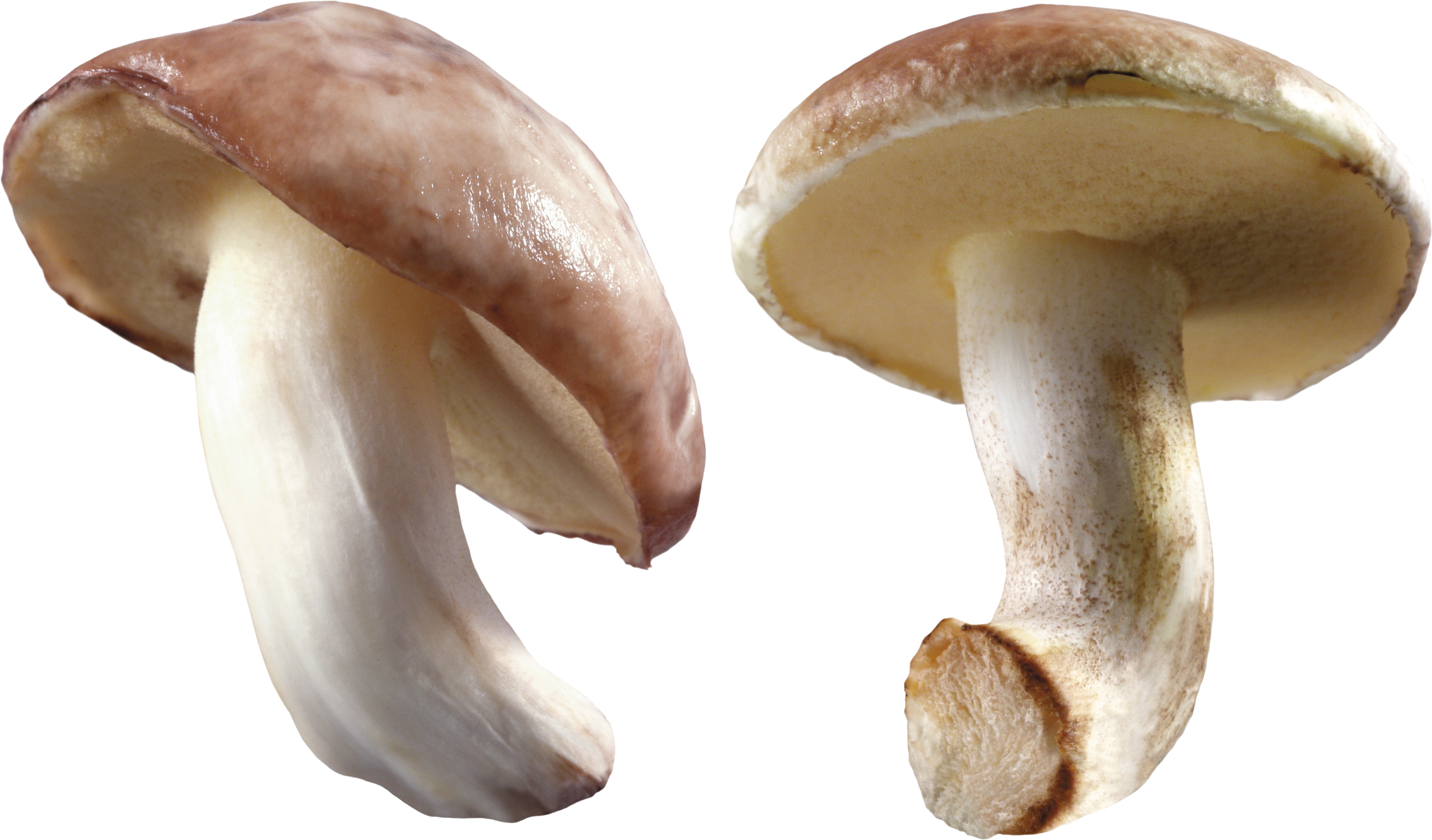 Detail Fungus Png Nomer 21