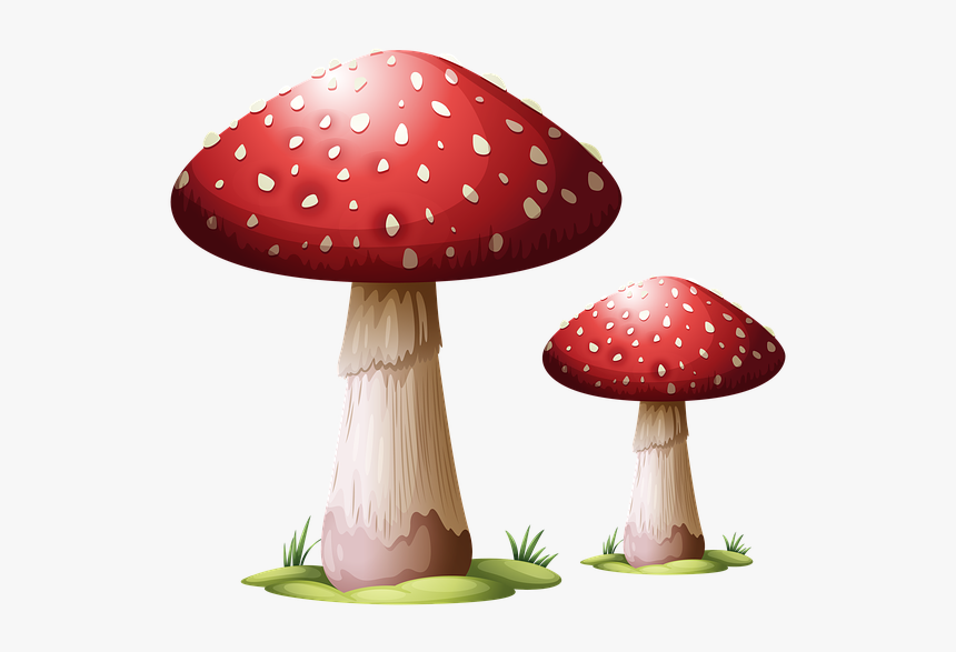 Detail Fungus Png Nomer 4