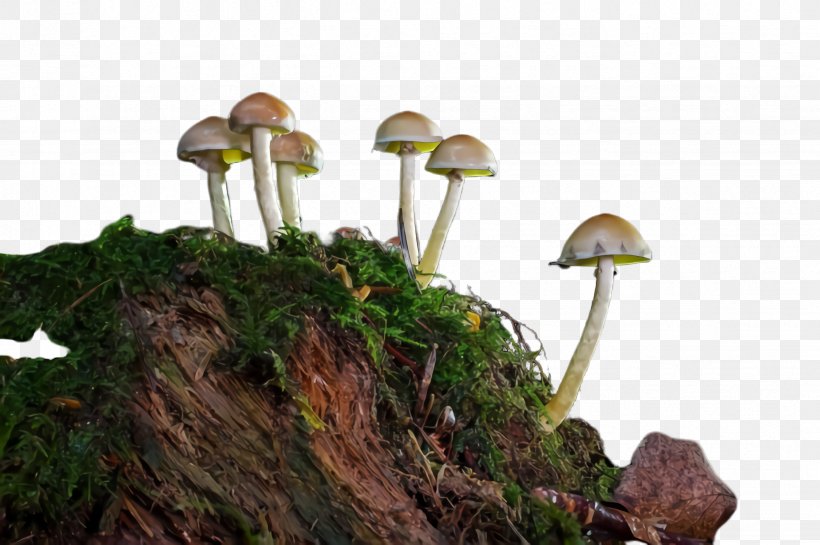 Detail Fungus Png Nomer 39