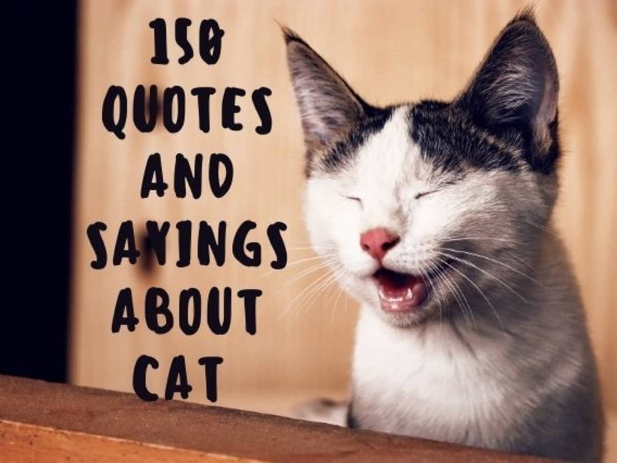 Detail Funny Cat Quotes Nomer 10