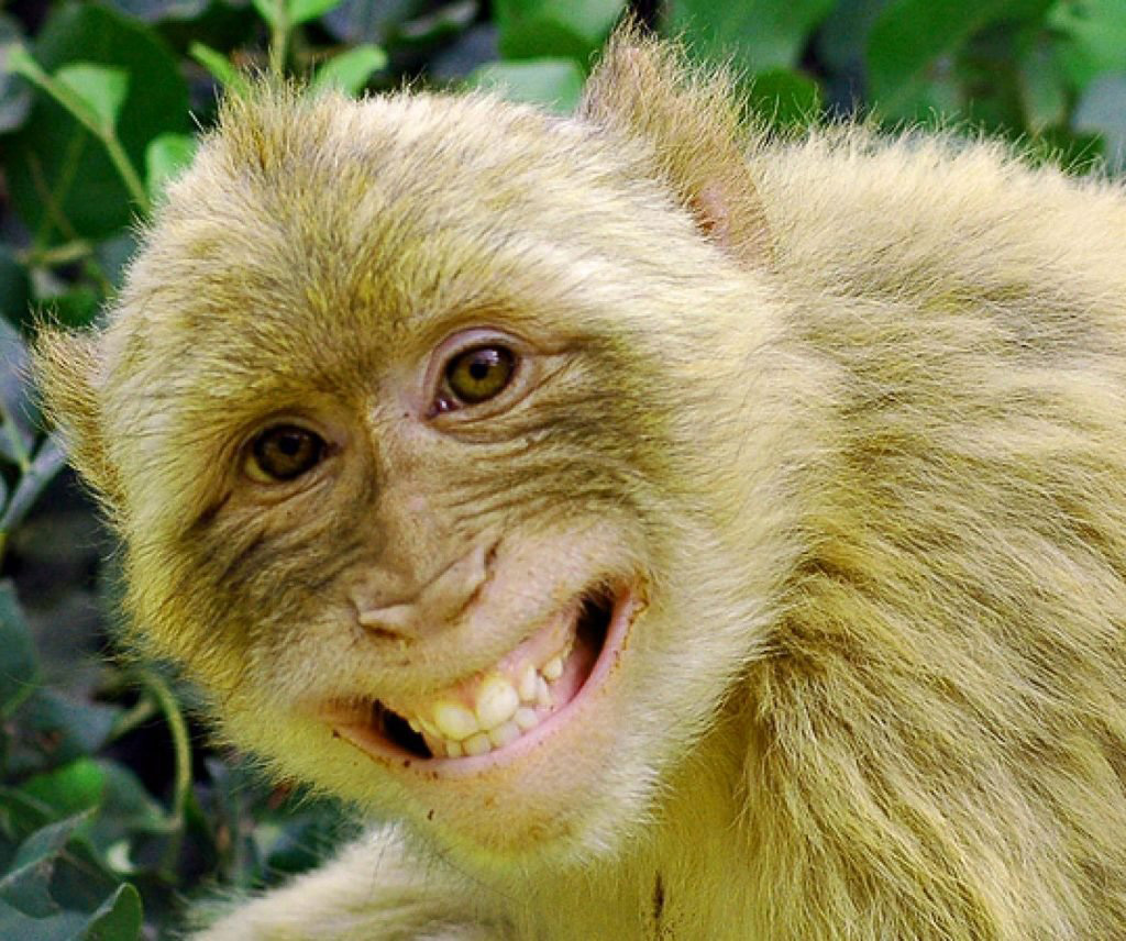 Detail Funny Monkey Images Free Nomer 15