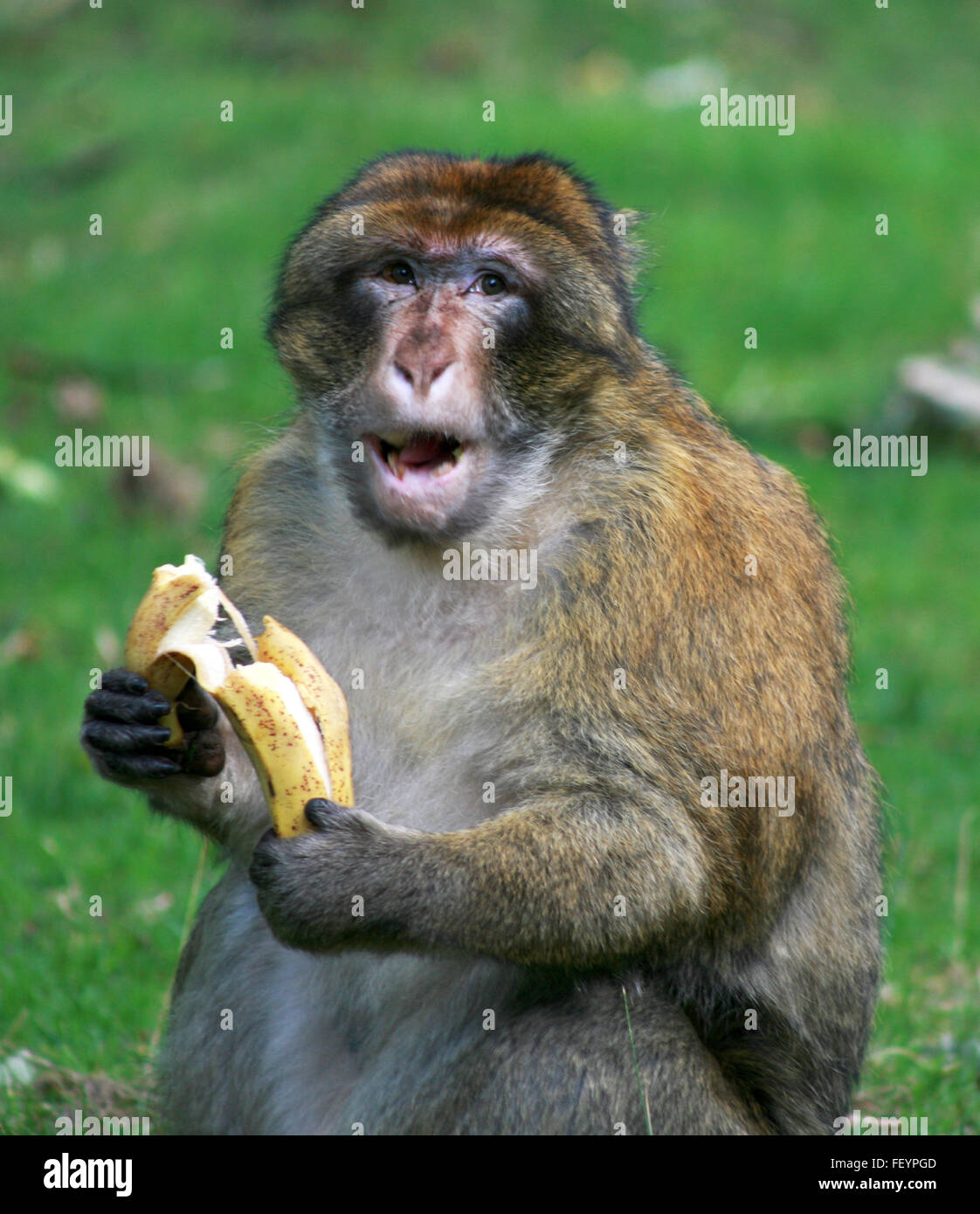 Detail Funny Monkey Images Free Nomer 35