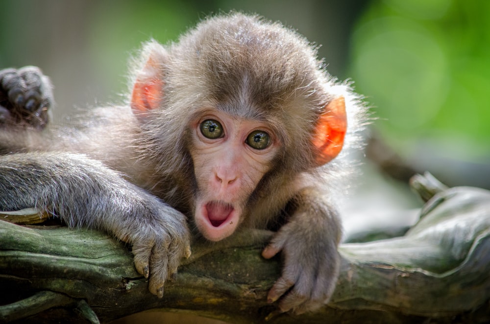 Download Funny Monkey Images Free Nomer 9