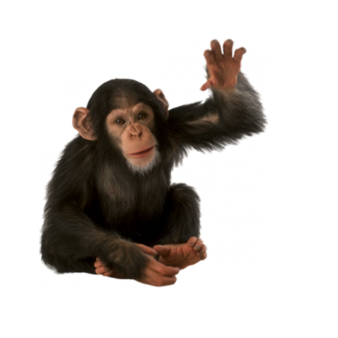 Detail Funny Monkey Png Nomer 50