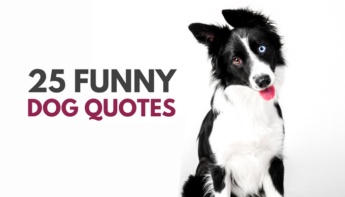 Download Funny Pet Quotes Nomer 4