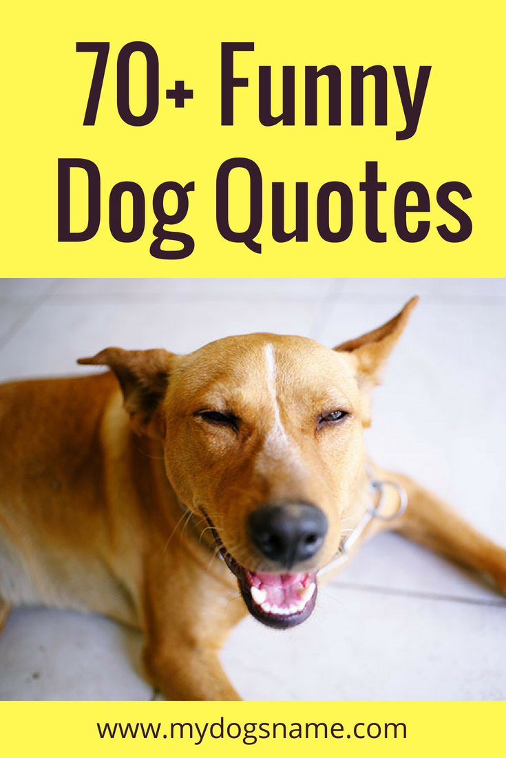 Detail Funny Pet Quotes Nomer 37