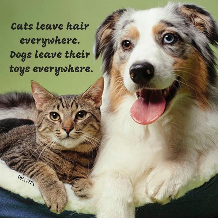 Detail Funny Pet Quotes Nomer 41