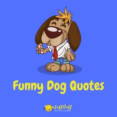 Detail Funny Pet Quotes Nomer 50