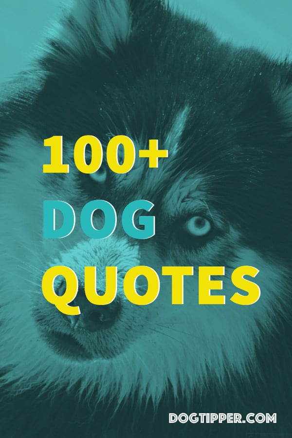 Detail Funny Pet Quotes Nomer 52