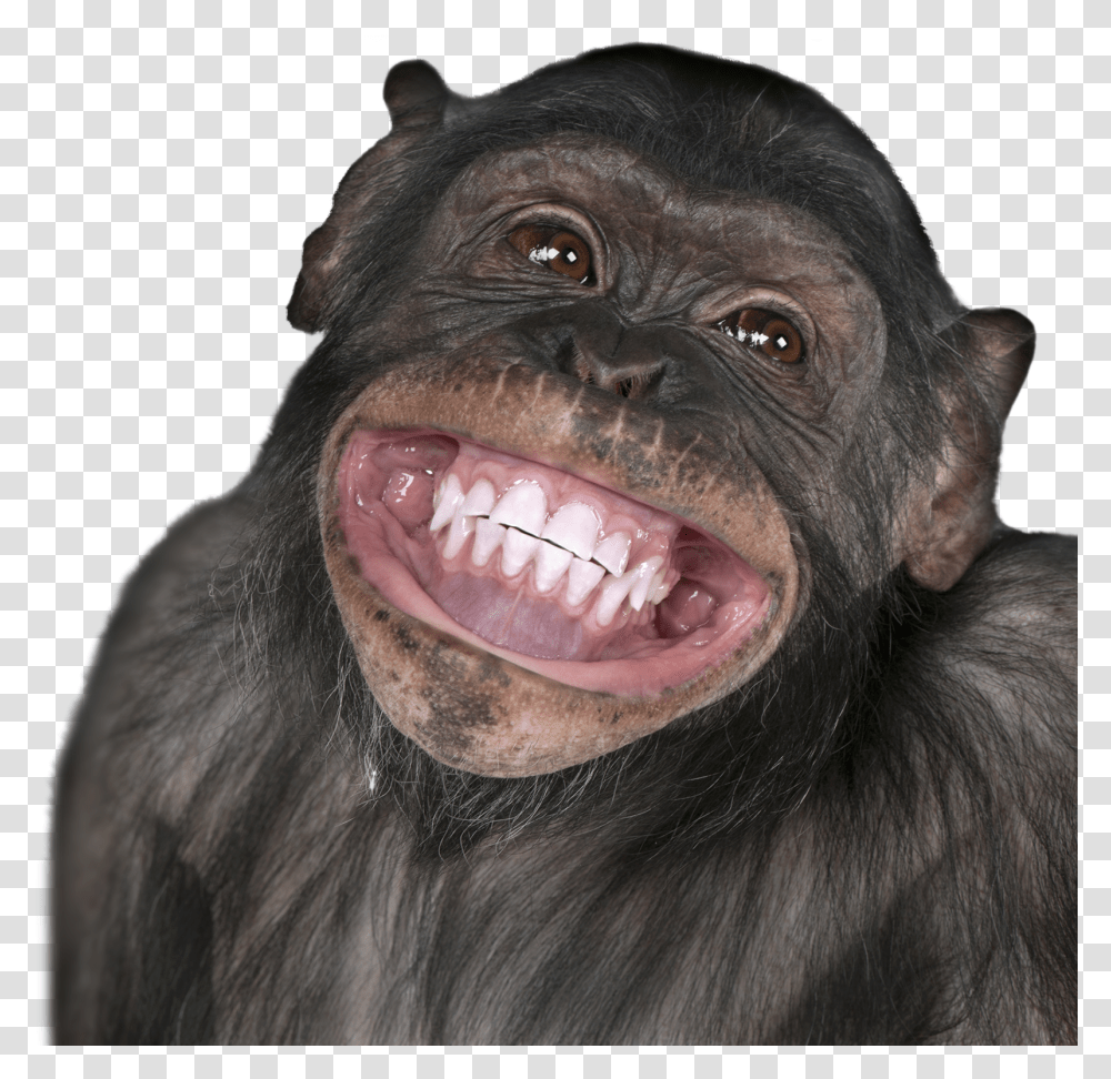 Detail Funny Png Images Nomer 27