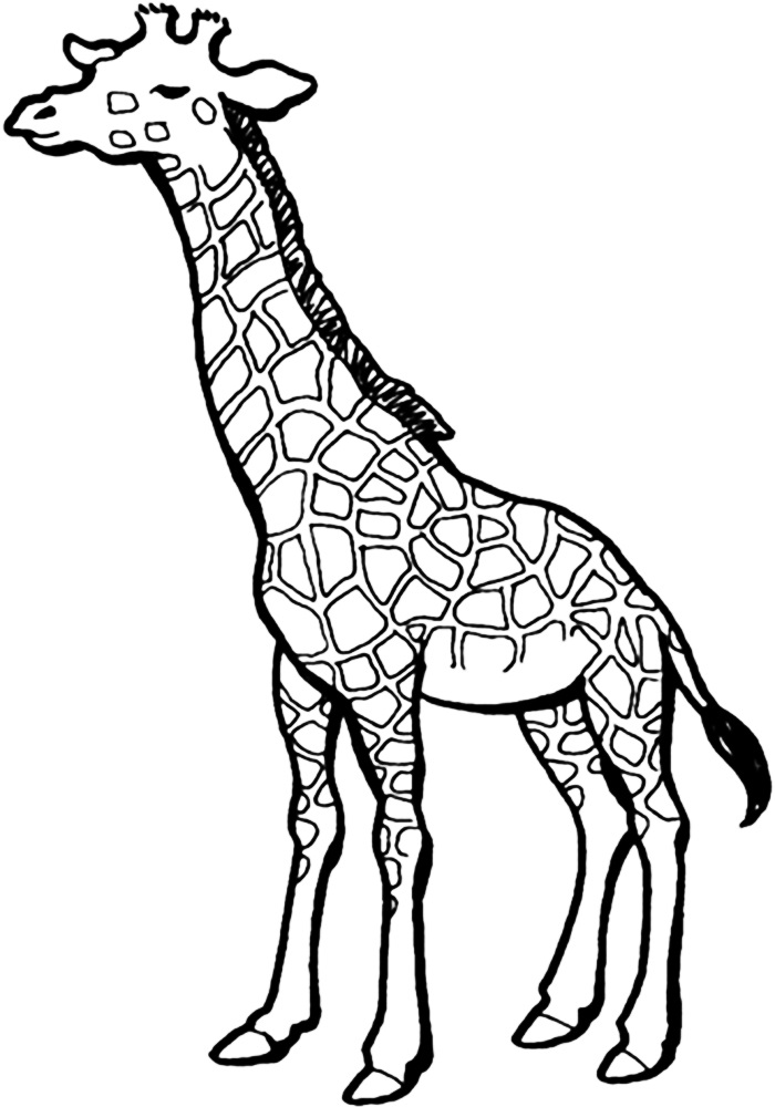 Detail Giraffe Gesicht Malen Nomer 28