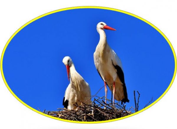 Detail Storch Im Nest Nomer 10