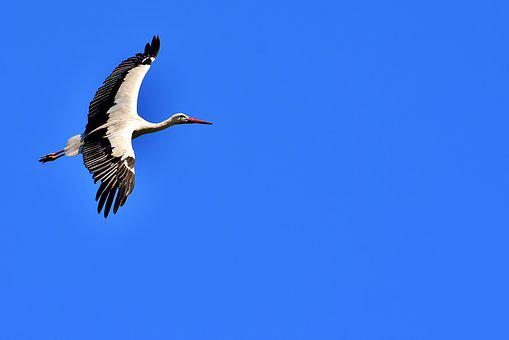 Detail Storch Im Nest Nomer 12