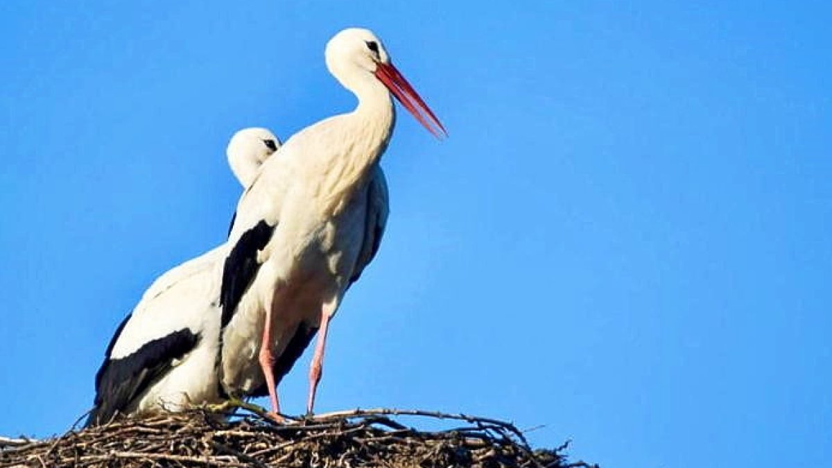 Detail Storch Im Nest Nomer 23