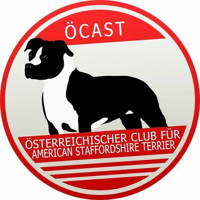 Detail American Staffordshire Terrier Welpen Braun Nomer 22