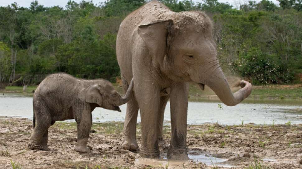 Detail Gajah Dan Anaknya Nomer 19