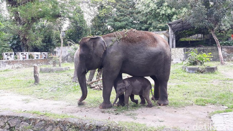 Detail Gajah Dan Anaknya Nomer 3