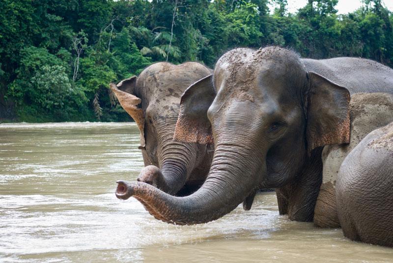 Detail Gajah Dan Anaknya Nomer 20