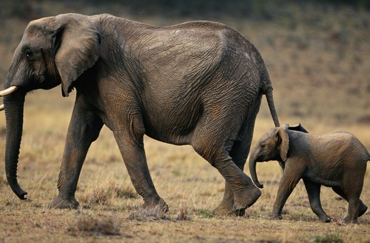 Detail Gajah Dan Anaknya Nomer 21