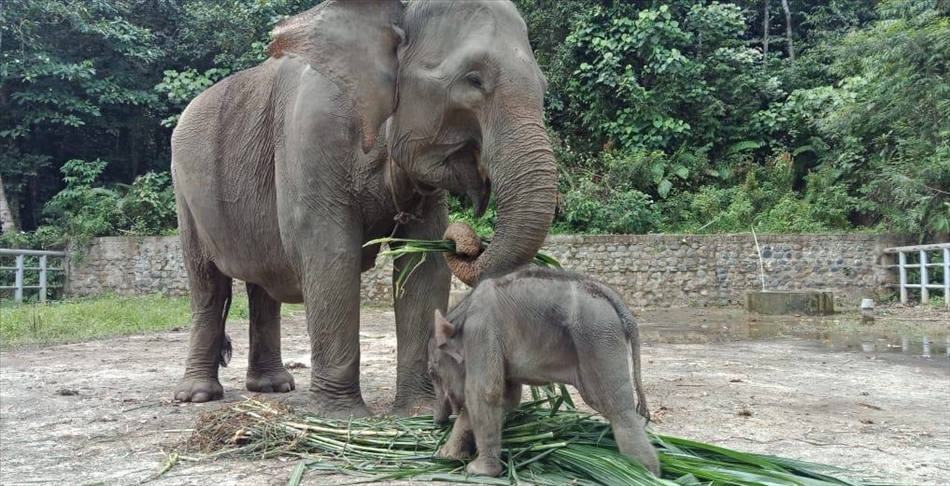 Detail Gajah Dan Anaknya Nomer 26