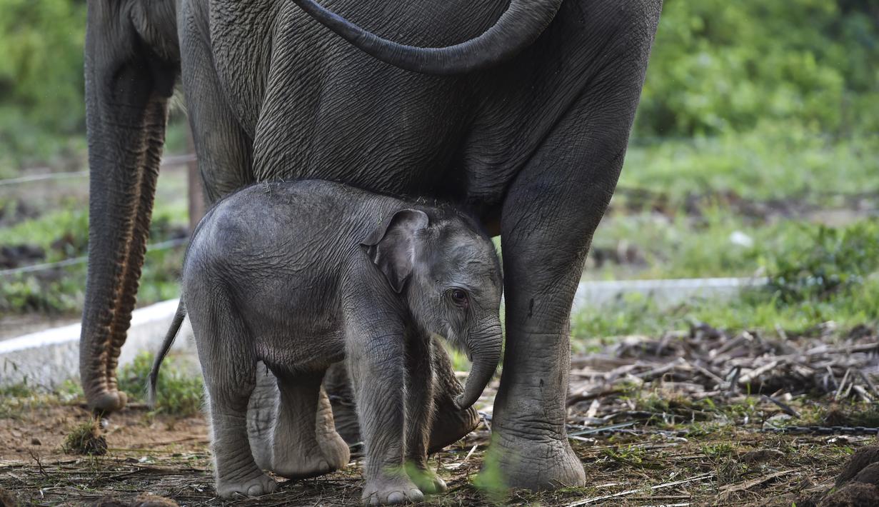 Detail Gajah Dan Anaknya Nomer 30