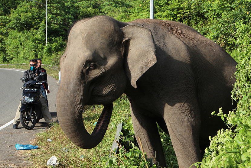 Detail Gajah Dan Anaknya Nomer 34