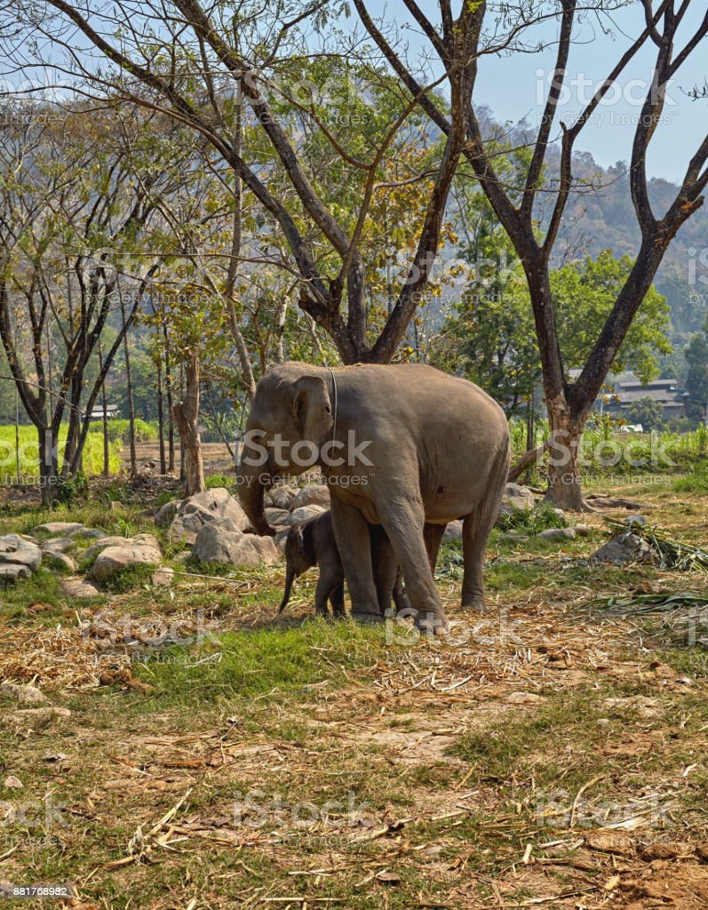 Detail Gajah Dan Anaknya Nomer 35