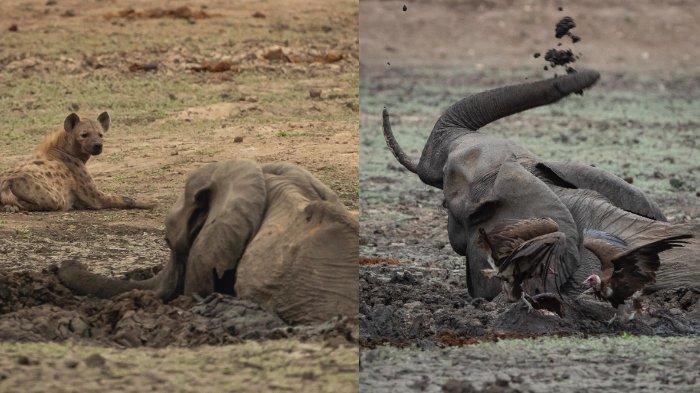 Detail Gajah Dan Anaknya Nomer 36