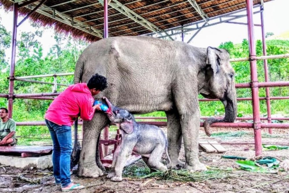 Detail Gajah Dan Anaknya Nomer 37